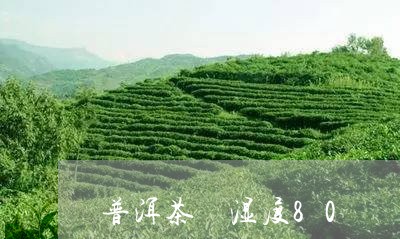 普洱茶 湿度80/2023041080736